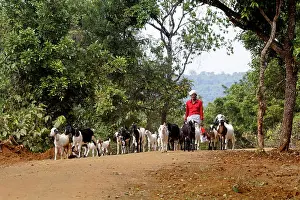 Rural India Prints: indian goat farmer with his goats in a village