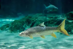 Carp Prints: The Indian golden mahseer (Tor putitora) is an endangered species of cyprinid fish that is found in rapid streams