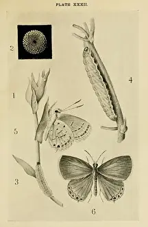 Blackletter Prints: Indian insect life (Plate XXXII)