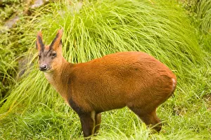 Herbivorous Prints: Indian muntlac, Barking Deer MUNTIACUS MUNTJAK in green grass background