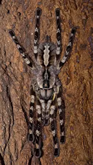 Venom Prints: Indian ornamental tarantula (Poecilotheria regalis) full body