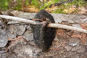 Indian paint fungus, Echinodontium tinctorium