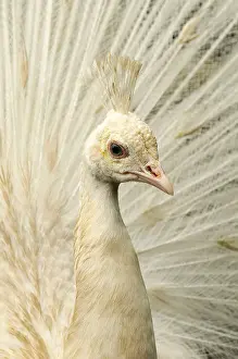 Leucistic Prints: Indian Peafowl (Pavia cristatus) leucistic male displaying, captive, England, July