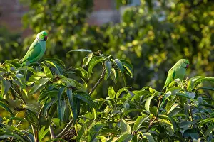 Parakeet Prints: Indian Ringnecked Parakeet parrots on the tree
