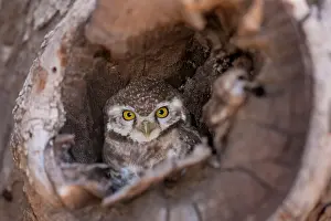 Nocturnal Prints: Indian Spotted Owl, Strix occidentalis