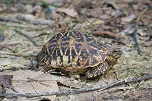 Reptiles Prints: Indian star tortoise (Geochelone elegans) roaming around