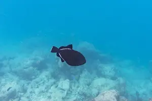 Red Sea Prints: Indian triggerfish (Melichthys indicus)