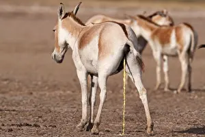 Rann Of Kutch Prints: Indian wild ass or Khur herd in Rann of Kutch with a female urinating