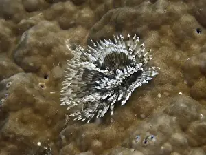 Stone Corals Prints: Indo-Pacific tubeworm (Sabellastarte spectabilis) on a stony coral
