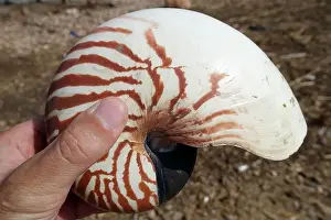 Nature Conservation Prints: Indonesia Alor - giant tiger nautilus shell in hand