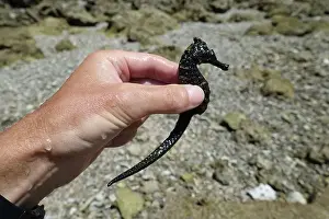 Nature Conservation Prints: Indonesia Alor - huge seahorse in hand