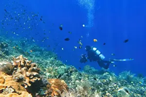 Ternate Prints: Indonesia Alor Island - Marine life Coral reef with tropical fish