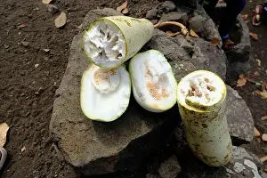 Melon Prints: Indonesia Alor Island - Winter melon - Wax gourd - Benincasa hispida