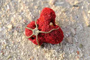 Nature Conservation Prints: Indonesia Alor Islands Archipelago Red Coral Starfish on the beach