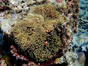 Sea Anemone Prints: Indonesia Anambas Islands - Clownfish and Sea Anemone - Amphiprioninae