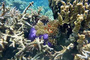 Sea Anemone Prints: Indonesia Anambas Islands - Clownfish and Sea Anemone - Amphiprioninae