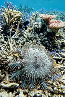 Spines Prints: Indonesia Anambas Islands - Crown-of-thorns starfish