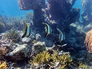 Longfin Batfish Prints: Indonesia Anambas Islands - Group Longfin Batfish - Platax teira