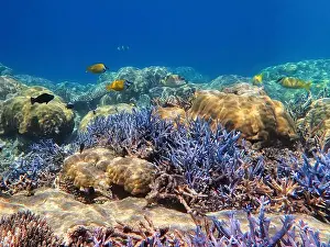 Anambas Islands Prints: Indonesia Anambas Islands - Marine life in coral reef