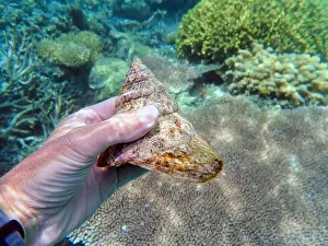 Snail Prints: Indonesia Anambas Islands - Marine Turban snail