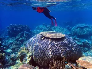 Fourties Prints: Indonesia Anambas Islands - Woman snorkeling in coral reef