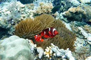 Sea Anemone Prints: Indonesia Bangka - Clownfish and Sea Anemone - Amphiprioninae