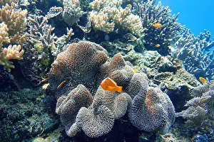 Skunk Prints: Indonesia Bangka - Clownfish and Sea Anemone - Amphiprioninae - Orange skunk clownfish
