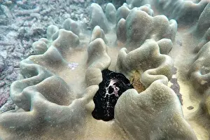 Ovum Prints: Indonesia Bangka - Marine life Common egg cowrie - sea snail - vula ovum