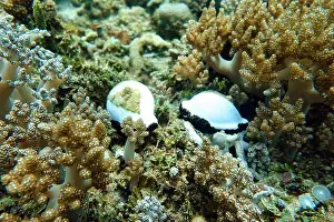 Ovum Prints: Indonesia Bangka - Marine life Common egg cowrie - sea snail - vula ovum