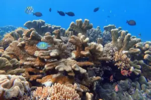 Bangka Island Prints: Indonesia Bangka - Marine life Coral reef with tropical fish