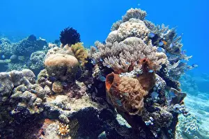 Bangka Island Prints: Indonesia Bangka - Marine life Coral reef with tropical fish