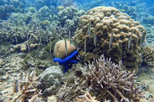Bangka Island Prints: Indonesia Bangka - Shrimpfish - Aeoliscus strigatus - Razorfish