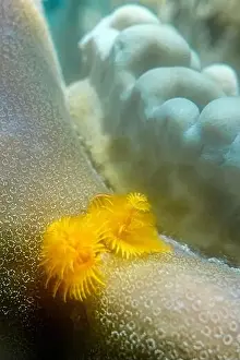 Tropical Fish Prints: Indonesia Bunaken - Marine life Coral reef with Christmas tree worm
