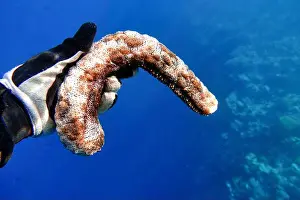 Marine Park Prints: Indonesia Bunaken - Marine life Coral reef with Sea cucumber