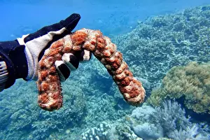 Marine Park Prints: Indonesia Bunaken - Marine life Coral reef with Sea cucumber