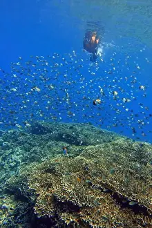 Marine Park Prints: Indonesia Bunaken - Marine life in Coral reef - snorkeling