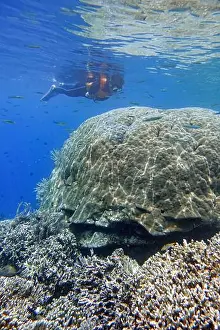 Marine Park Prints: Indonesia Bunaken - Marine life in Coral reef - snorkeling