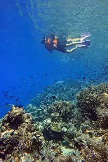 Marine Park Prints: Indonesia Bunaken - Marine life in Coral reef - snorkeling