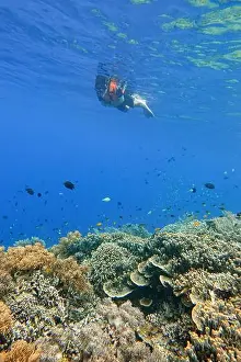 Marine Park Prints: Indonesia Bunaken - Marine life Coral reef - snorkeling