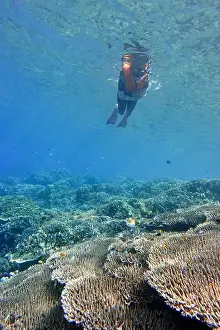 Marine Park Prints: Indonesia Bunaken - Marine life in Coral reef - snorkeling