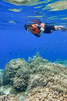Tropical Fish Prints: Indonesia Bunaken - Marine life Coral reef - snorkeling