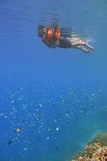 Tropical Fish Prints: Indonesia Bunaken - Marine life in Coral reef - snorkeling