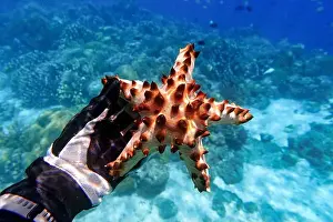 Tropical Fish Prints: Indonesia Bunaken - Marine life Coral reef with Starfish