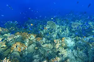 Marine Park Prints: Indonesia Bunaken - Marine life Coral reef with tropical fish