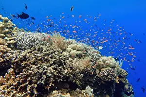 Marine Park Prints: Indonesia Bunaken - Marine life Coral reef with tropical fish