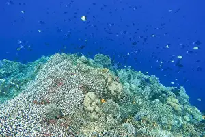 Marine Park Prints: Indonesia Bunaken - Marine life Coral reef with tropical fish