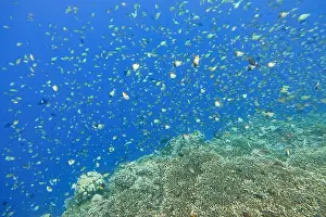 Marine Park Prints: Indonesia Bunaken - Marine life Coral reef with tropical fish
