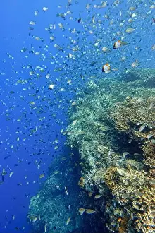 Marine Park Prints: Indonesia Bunaken - Marine life Coral reef with tropical fish