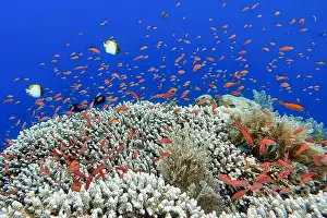 Marine Park Prints: Indonesia Bunaken - Marine life Coral reef with tropical fish