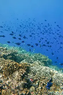 Marine Park Prints: Indonesia Bunaken - Marine life Coral reef with tropical fish